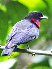 Purple-throated-Fruitcrow