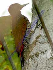 Red-rumped Woodpecker