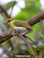 Rufous-browed Peppershrike