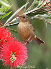 Rusty Flowerpiercer