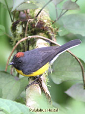 Slate-throated Whitestart_Myoborus miniatus