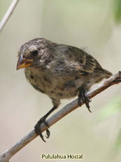 Small Ground-Finch_Geospiza fuliginosa