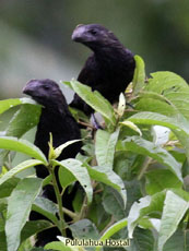 Smooth-billed Ani