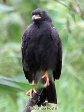 Snail Kite