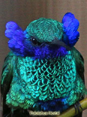 Sparkling Violetear_Colibri coruscans