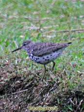 Spotted Sandpiper