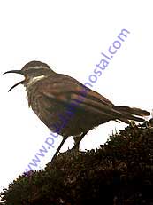 Stout-billed Cinclodes