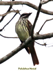 Pyratic/Varigated Flycatcher ?