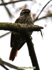 Streaked Xenops