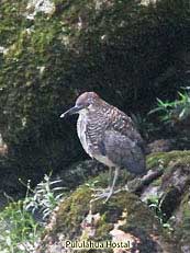 Fasciated Tiger Heron