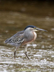 Striated Heron