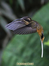 Tawny-bellied Hermit