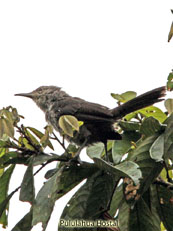 Thrush-like Wren_Campylorhynchus turdinus