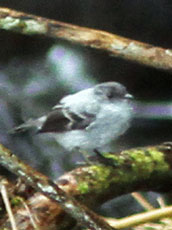 Torrent-Tyrannulet_Serpophaga-cinerea