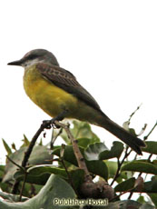 Tropical Kingbird