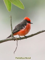 Vermillion Flycatcher