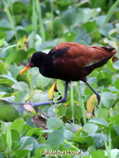 Long Wattled Jacana