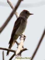 Western Wood Pewee