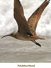 Whimbrel