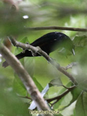 White-lined Tanager