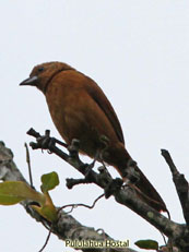 White-lined Tanager Tachyphonus rufus