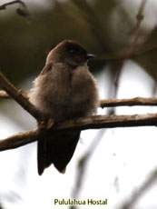 White-thighed Swallow