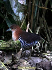 White-throated Crake