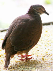 White-throated Quail-Dove_Geotrygon frenata