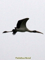 Wood Stork