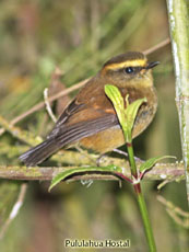 Yellow-bellied Chat-Tyrant_Ochthoeca diadema