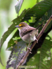 Yellow-browed Sparrow